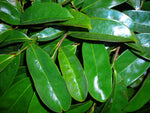 Soursop Graviola Leaves