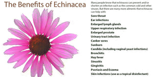 
            
                Load image into Gallery viewer, Echinacea
            
        